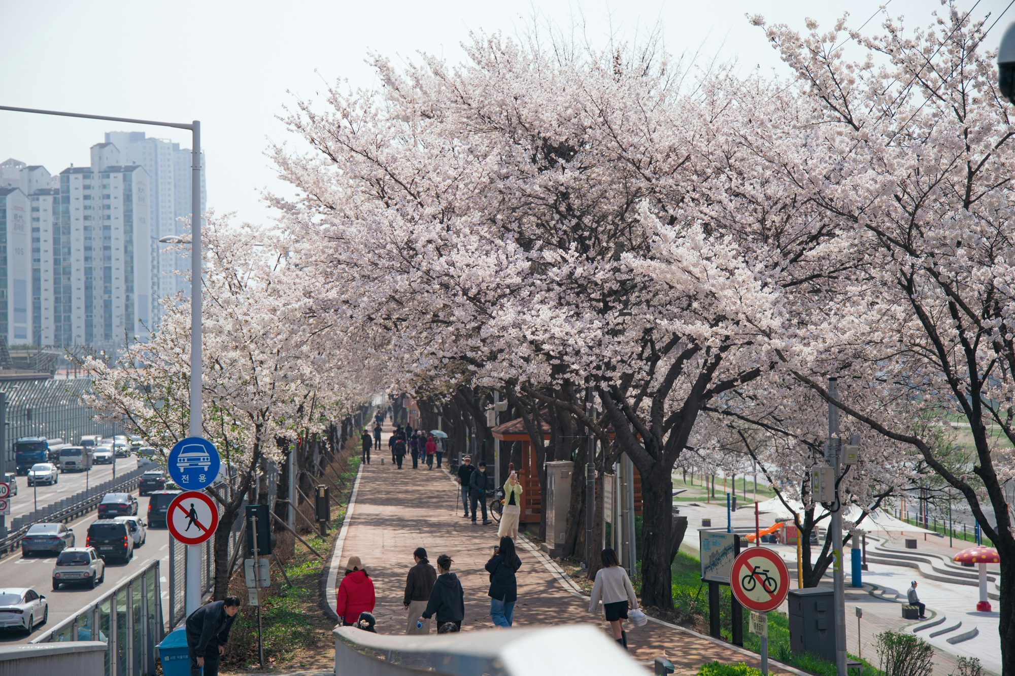 Cherry blossom tunnel in Korea